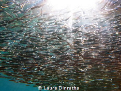 A large school of silversides struck by sun rays under th... by Laura Dinraths 